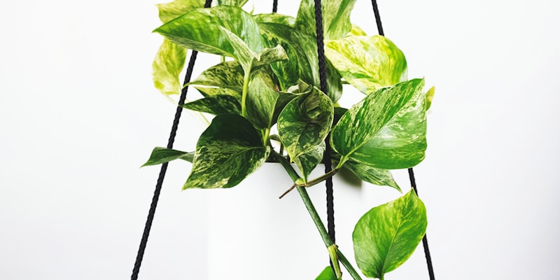 英超联赛积分榜最新排名，曼城与阿森纳争冠